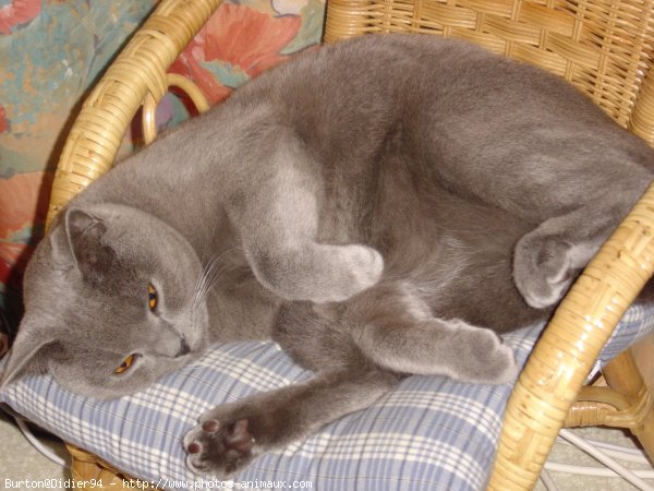 Photo de Chartreux