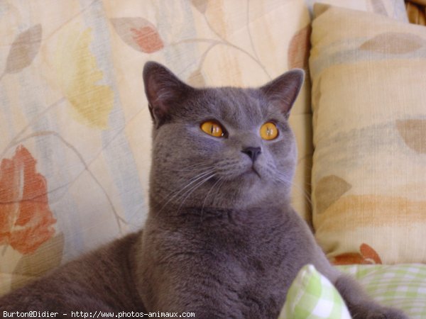 Photo de Chartreux