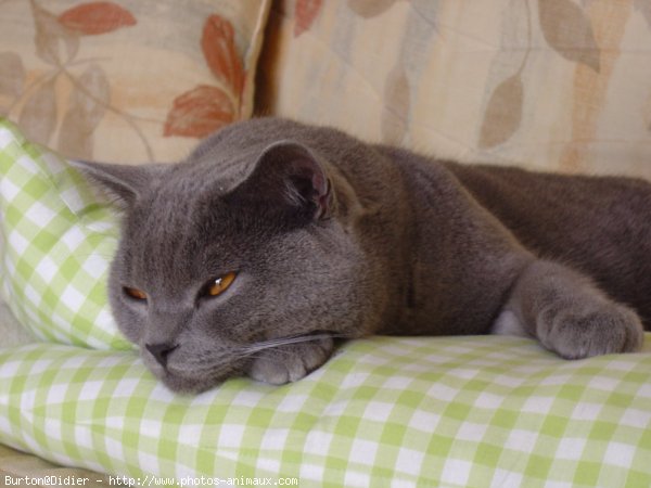 Photo de Chartreux