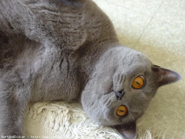 Photo de Chartreux