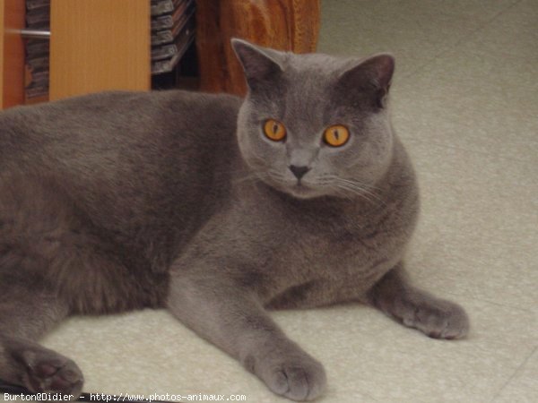 Photo de Chartreux