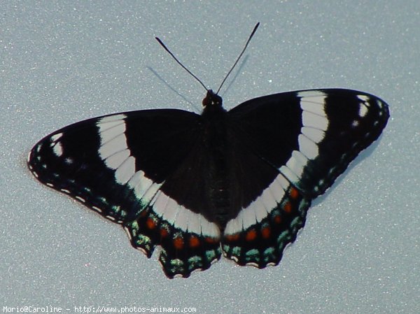 Photo de Papillon