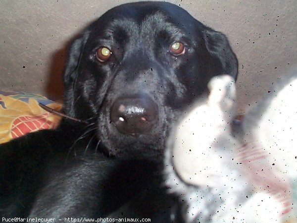 Photo de Labrador retriever