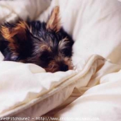 Photo de Yorkshire terrier