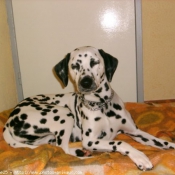 Photo de Dalmatien