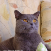 Photo de Chartreux