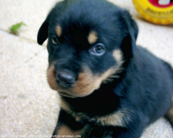 Photo de Rottweiler