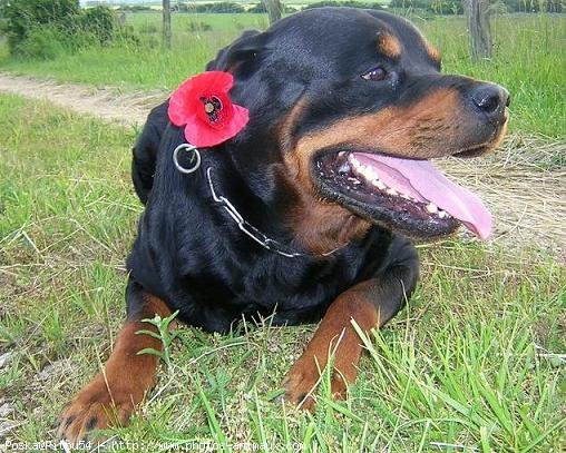 Photo de Rottweiler