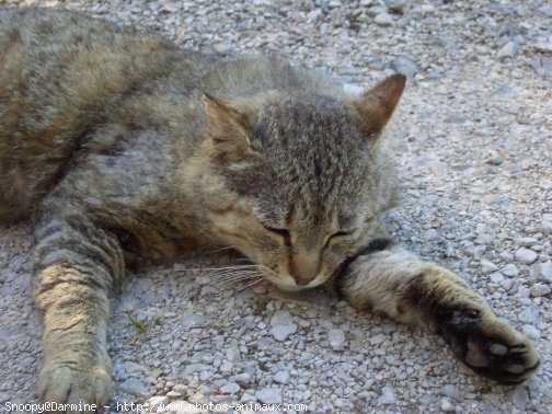 Photo de Chat domestique