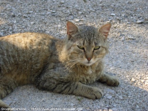 Photo de Chat domestique