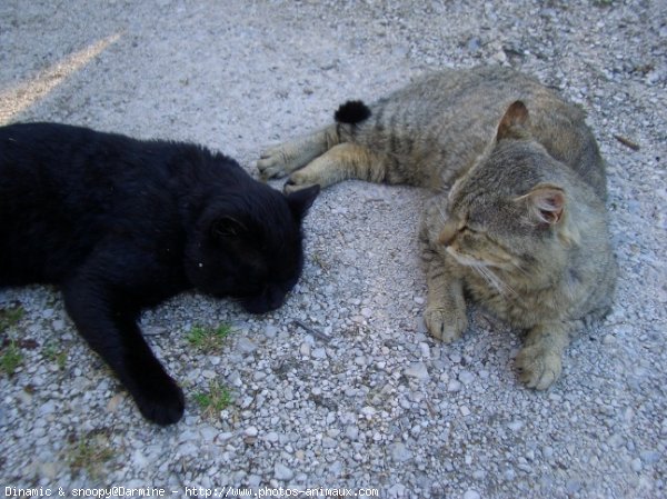 Photo de Chat domestique