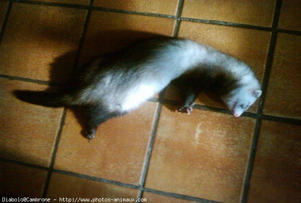 Photo de Furet