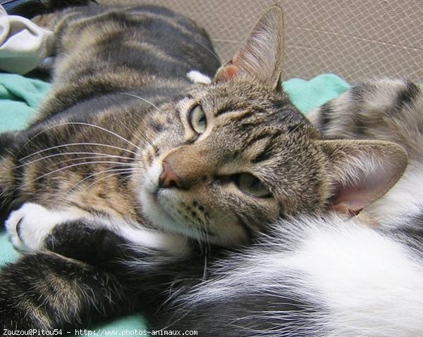 Photo de Chat domestique