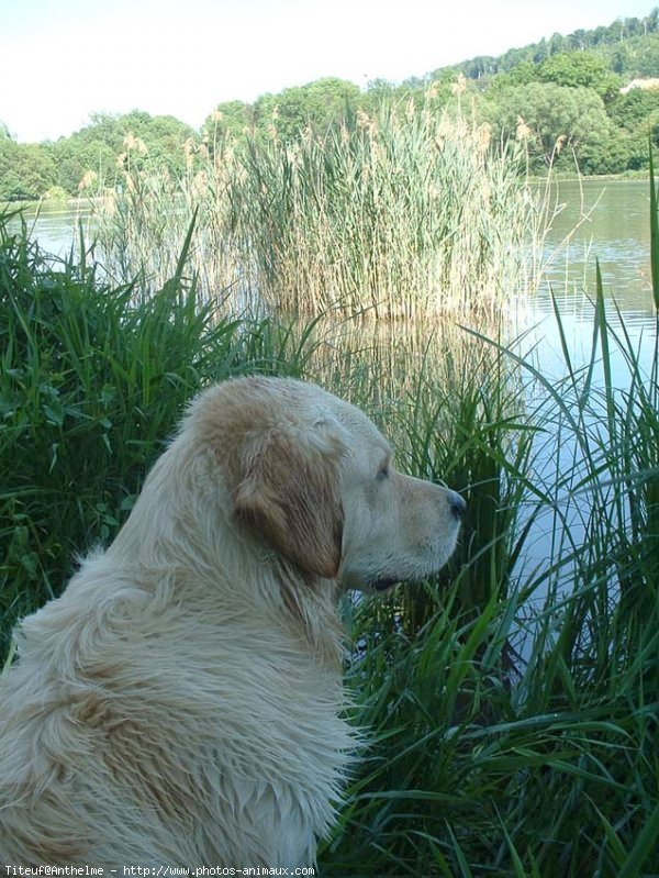 Photo de Golden retriever