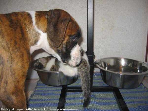 Photo de Boxer