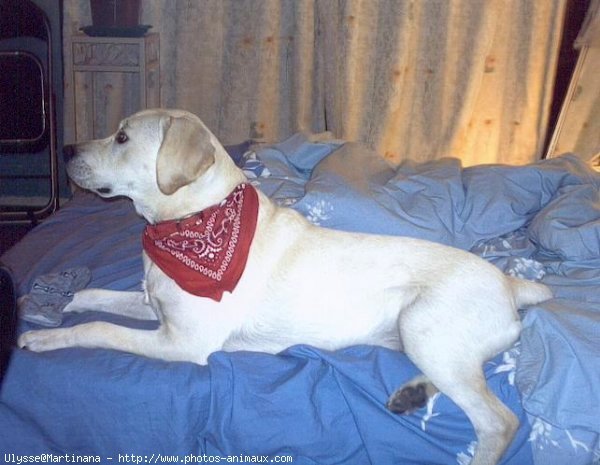 Photo de Labrador retriever