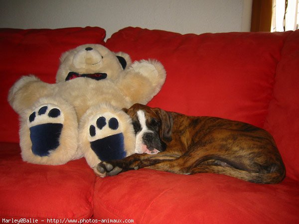 Photo de Boxer