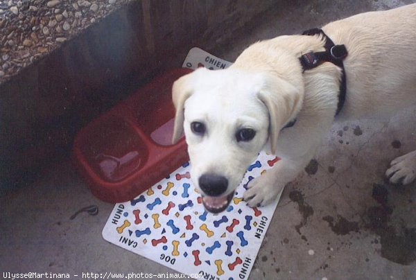 Photo de Labrador retriever