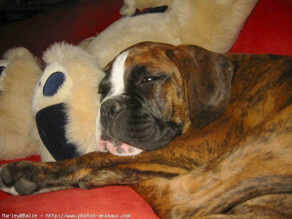 Photo de Boxer