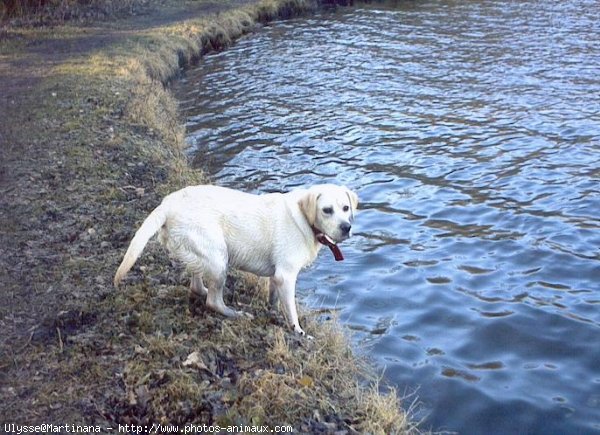 Photo de Labrador retriever