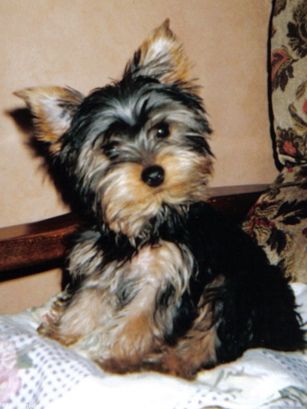 Photo de Yorkshire terrier