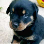 Photo de Rottweiler