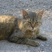 Photo de Chat domestique