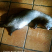 Photo de Furet