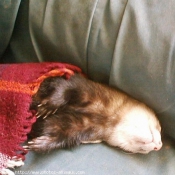 Photo de Furet