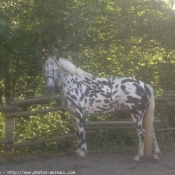 Photo d'Appaloosa