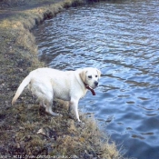 Photo de Labrador retriever