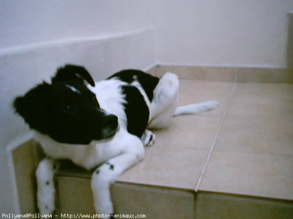 Photo de Border collie