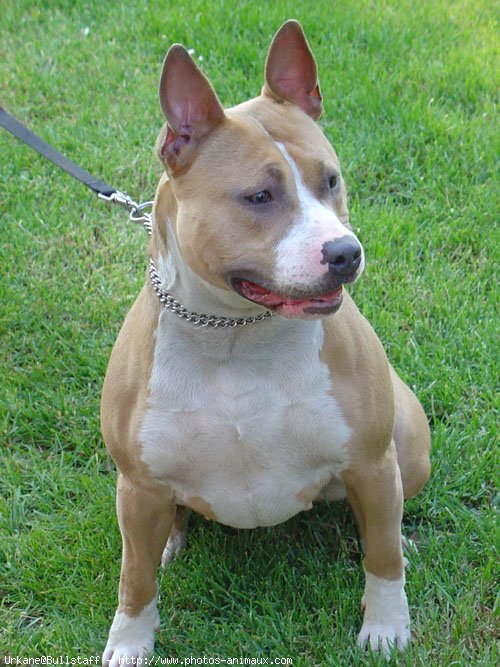 Photo d'American staffordshire terrier