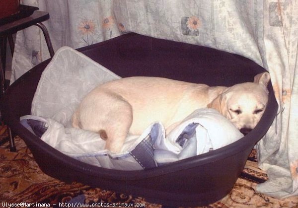 Photo de Labrador retriever