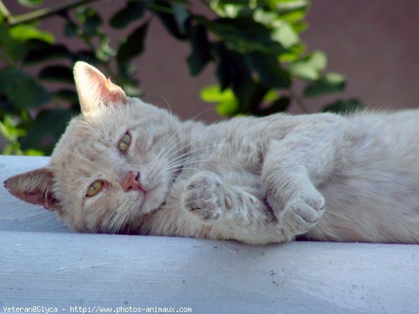 Photo de Chat domestique