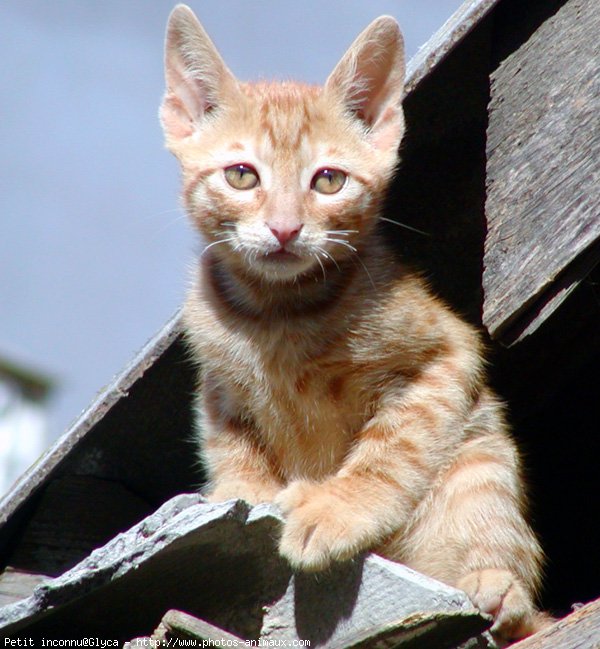 Photo de Chat domestique