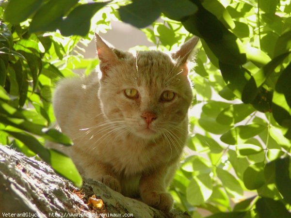 Photo de Chat domestique