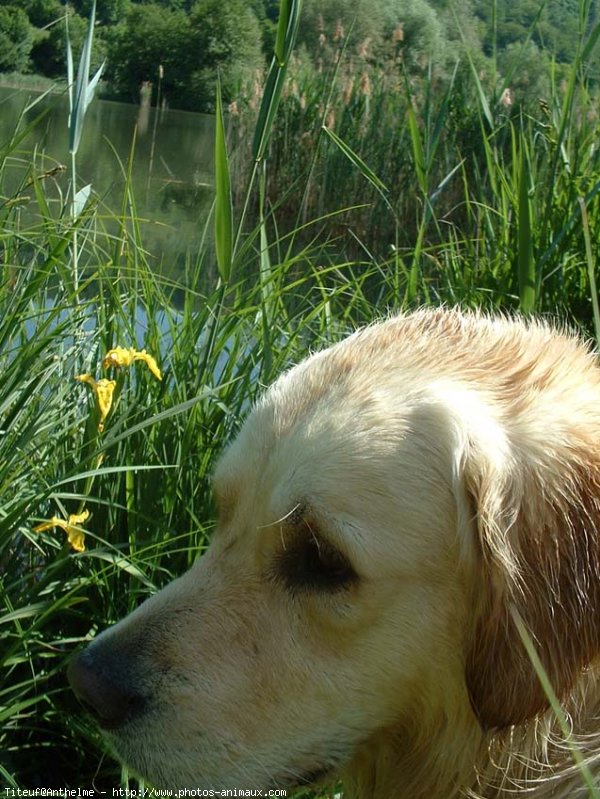 Photo de Golden retriever