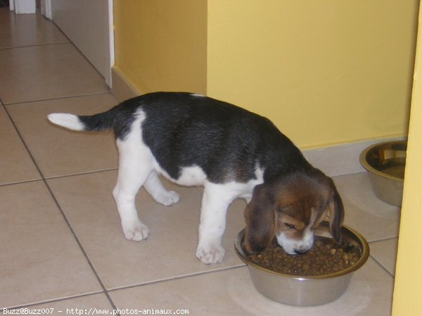 Photo de Beagle