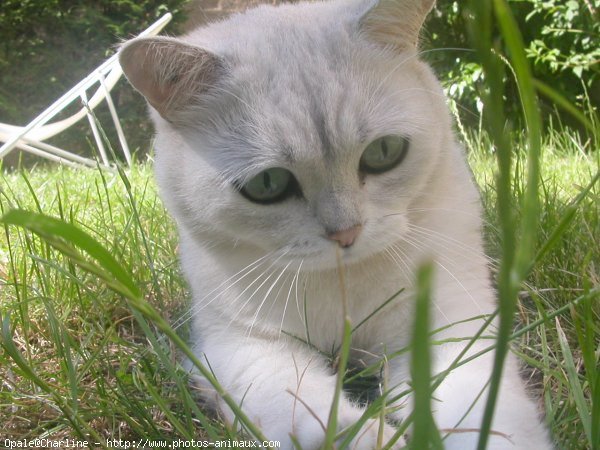 Photo de British shorthair