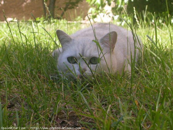 Photo de British shorthair