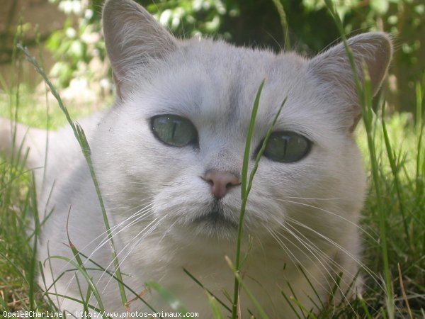 Photo de British shorthair