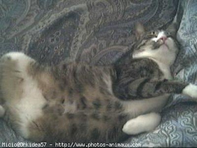 Photo d'American shorthair