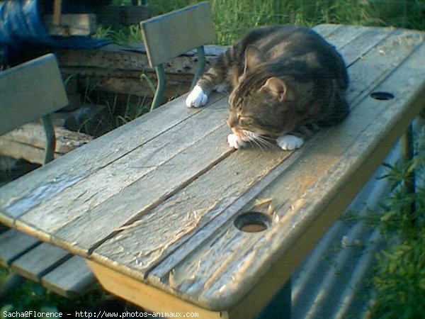 Photo de Chat domestique