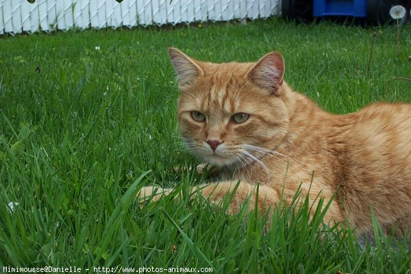 Photo de Chat domestique