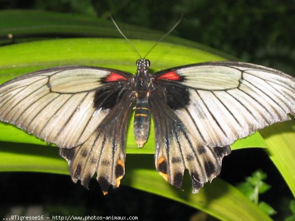 Photo de Papillon