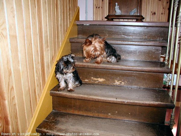 Photo de Yorkshire terrier