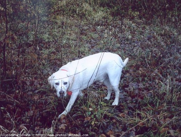 Photo de Labrador retriever