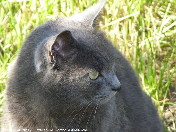 Photo de Chat domestique