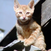 Photo de Chat domestique